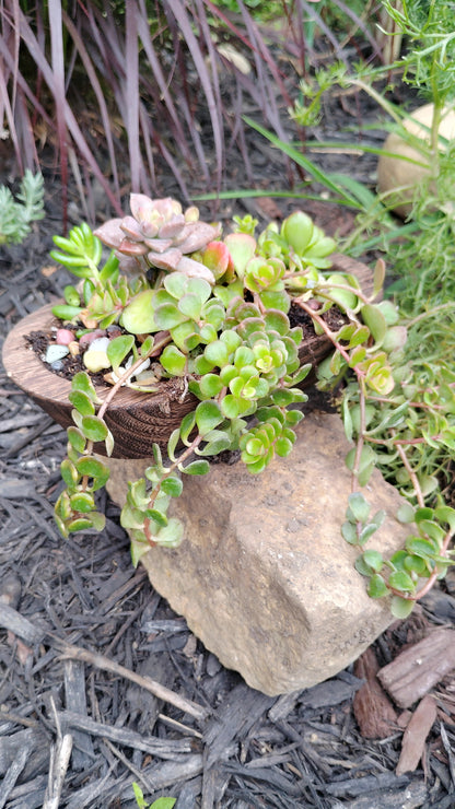 Bloom & Brew Succulent Planter Workshop